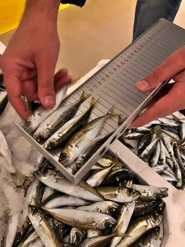 Gürpınar su ürünleri hali'nde balık denetimi