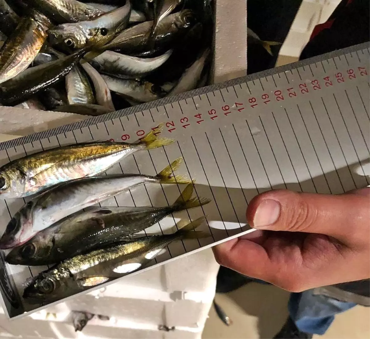 Gürpınar Su Ürünleri Hali�nde boy ölçülerine uymayan 6.5 ton balığa el
