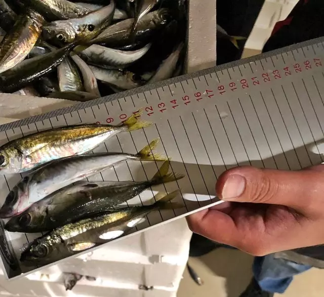 Gürpınar Su Ürünleri Hali'nde boy ölçülerine uymayan 6.5 ton balığa el konuldu