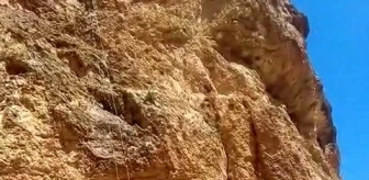 Kayalıklarda mahsur kalan keçileri AFAD kurtardı