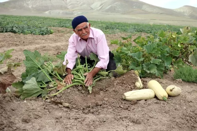 Su ve gübre kullanmadan kıraç toprakta ürün yetiştiriyor