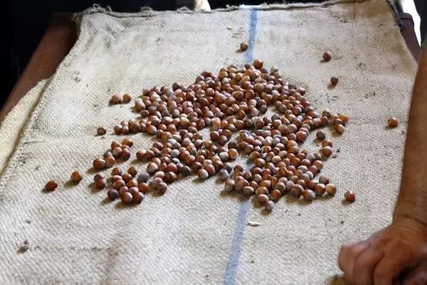 Tmo, erbaa'da fındık alımına başladı