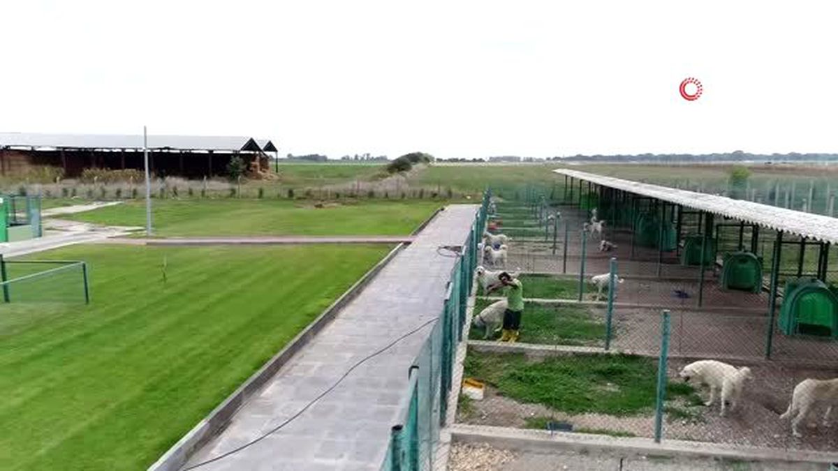 Dünyanın en iyi köpek ırklarından olan Akbaş köpeklerinin üretim tesisi havadan görüntülendi
