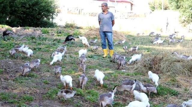 Şehrin gürültüsünden kaçan emekli öğretmen, kaz çiftliği kurdu