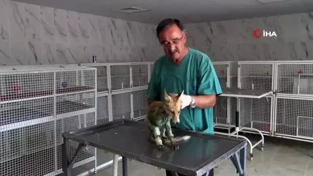 Silahla vurulmuş halde bulunan tilki tedavi altına alındı