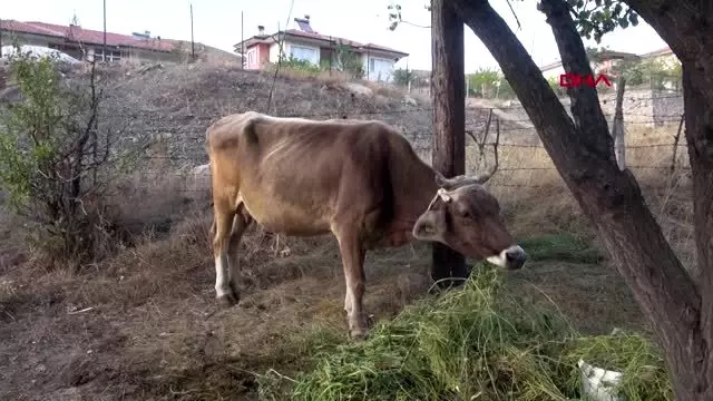 gumushane kayip inek sosyal medya paylasimiyla sahibine kavustu gumushane kayip inek sosyal medya paylasimiyla sahibine kavustu