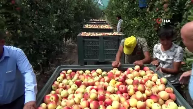 Karaman'da ıskarta elma alım fiyatları yüz güldürüyor