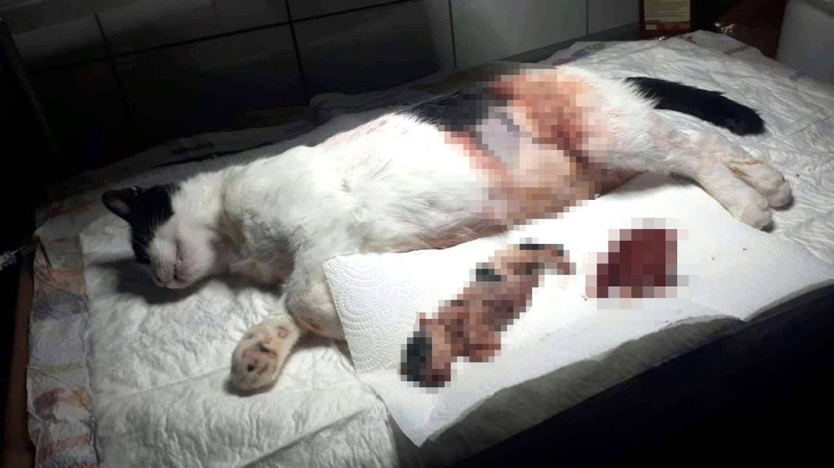 Yavrusu karnında ölen anne kedi ameliyatla kurtarıldı