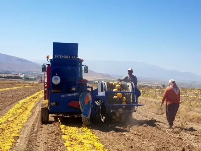 Develi'de Kabak Çekirdeği Hasadı Başladı Develi'de Kabak Çekirdeği Hasadı Başladı