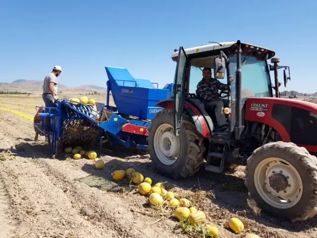 Develi'de Kabak Çekirdeği Hasadı Başladı Develi'de Kabak Çekirdeği Hasadı Başladı
