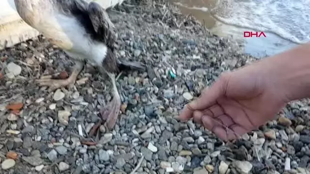 Karabatağı, ayağındaki olta ve misinadan kurtardılar