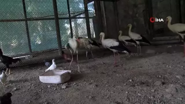 Yaralı leylek kışı Tarsus Hayvan Parkı'nda geçirecek