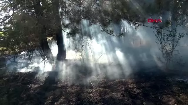 Bolu'da, orman yangının 10 dönümlük alan zarar gördü Bolu'da, orman yangının 10 dönümlük alan zarar gördü