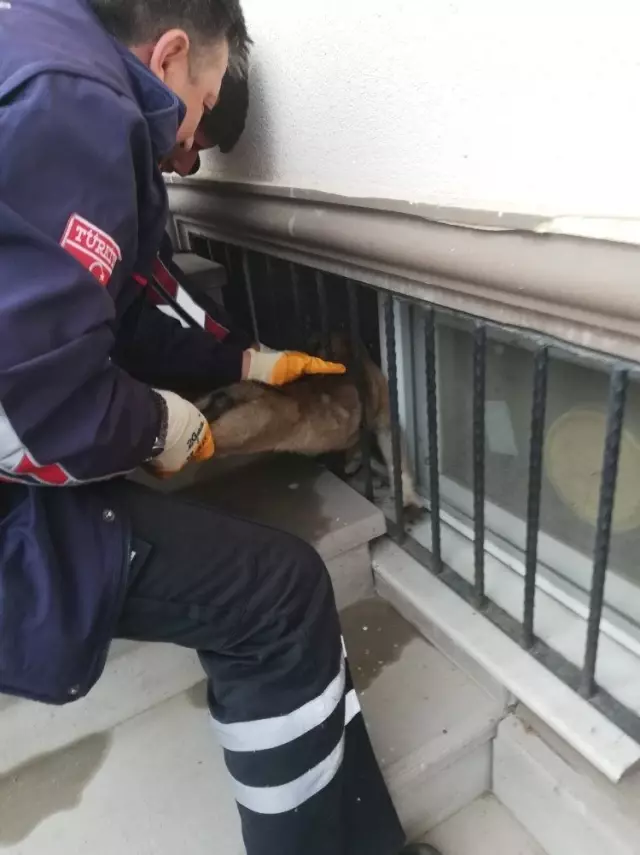 Demir korkuluklara kafası sıkışan yavru köpeği itfaiye kurtardı Haber