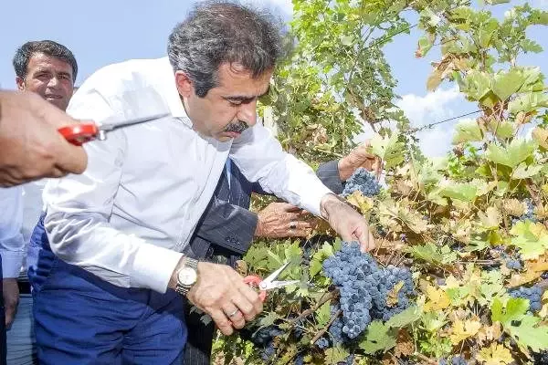 Diyarbakır'da bağ bozumu ve badem hasadı Diyarbakır'da bağ bozumu ve badem hasadı