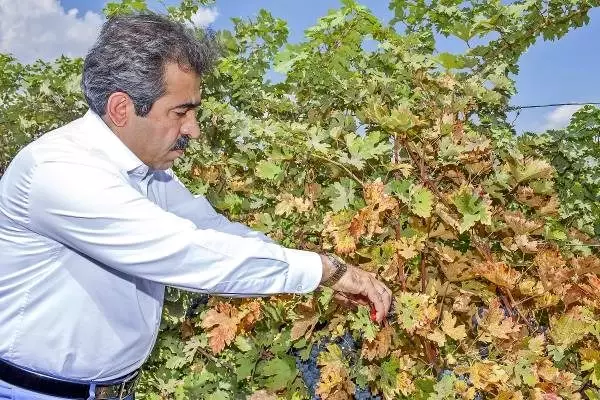 Diyarbakır'da bağ bozumu ve badem hasadı Diyarbakır'da bağ bozumu ve badem hasadı