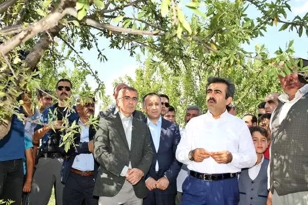 Diyarbakır'da bağ bozumu ve badem hasadı Diyarbakır'da bağ bozumu ve badem hasadı