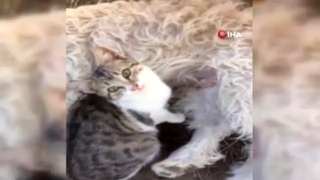 Doğum yapan köpek kedinin süt annesi oldu