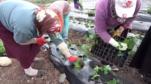 Hatay Büyükşehir Belesiyesi'nden çiftçilere fide desteği