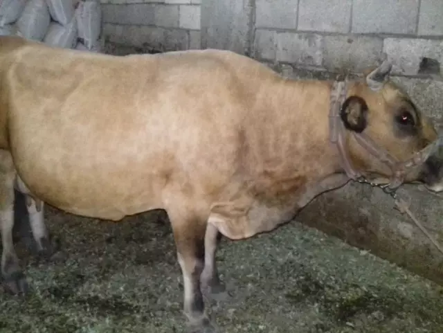 Hayvan hırsızları yakalandı Hayvan hırsızları yakalandı