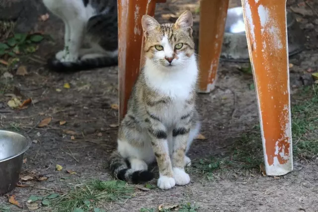 Köpek kedinin süt annesi oldu Köpek kedinin süt annesi oldu