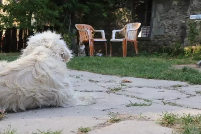 Köpek kedinin süt annesi oldu Köpek kedinin süt annesi oldu