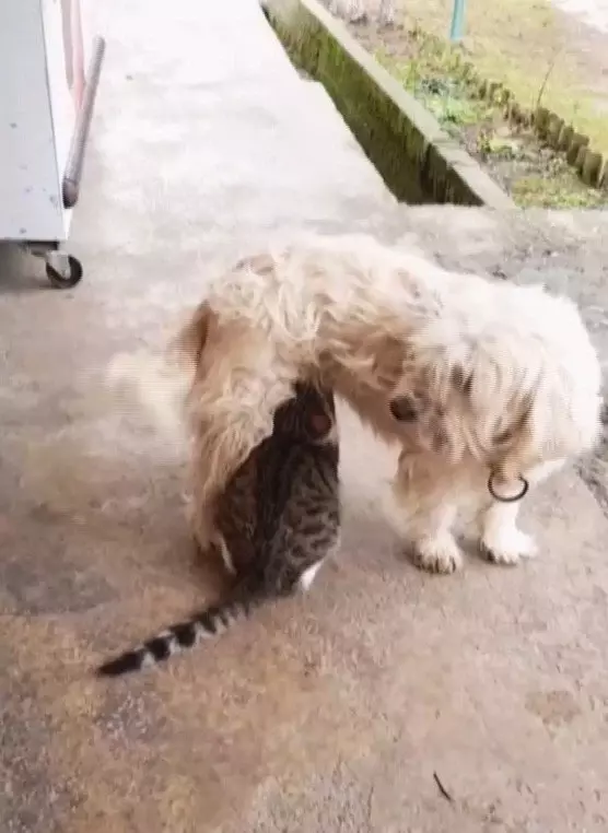 Köpek kedinin süt annesi oldu Köpek kedinin süt annesi oldu