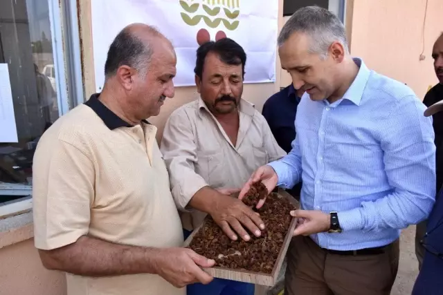 Kuru üzüm alımlarına yerinde inceleme