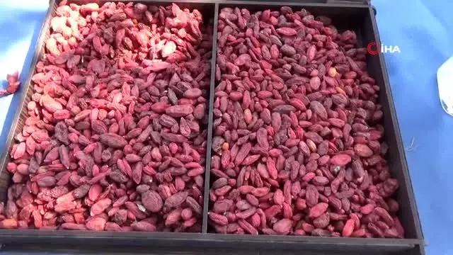 Simav'da 'Goji Berry' projesi Simav'da 'Goji Berry' projesi