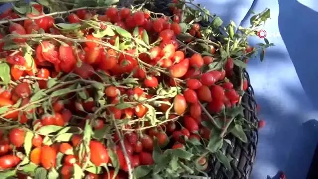 Simav'da 'Goji Berry' projesi Simav'da 'Goji Berry' projesi