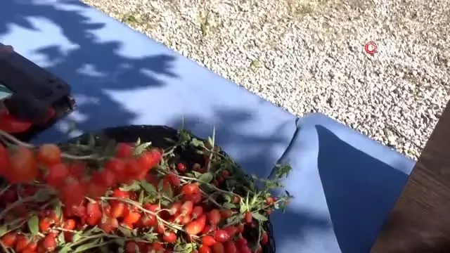Simav'da 'Goji Berry' projesi Simav'da 'Goji Berry' projesi
