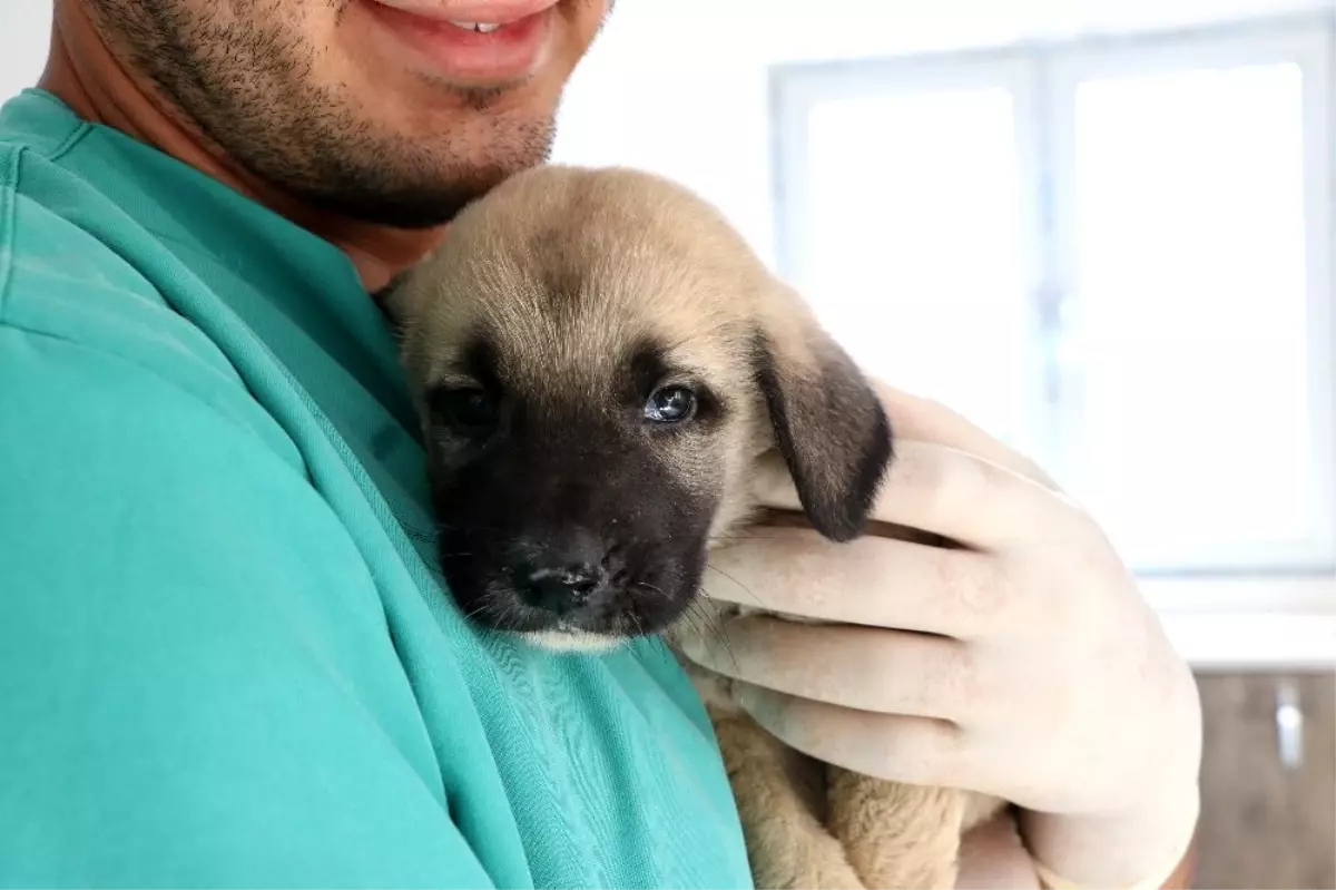 Yavru 4 köpeği çuvala koyup kuyuya attılar Haberler