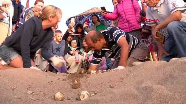 Antalya çıralı'dan 3 bin 640 yavru caretta caretta denizle buluştu Antalya çıralı'dan 3 bin 640 yavru caretta caretta denizle buluştu