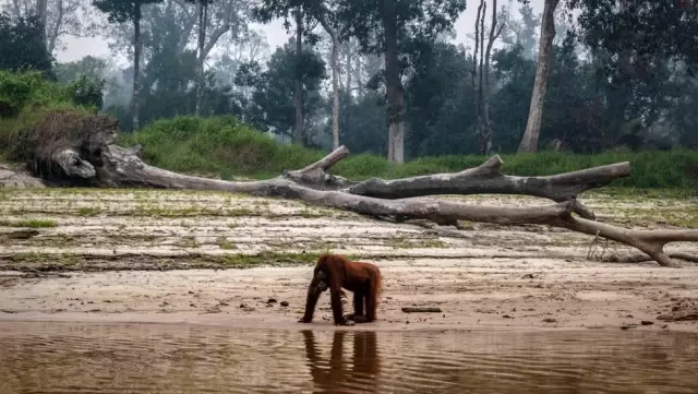 Borneo ve Sumatra'daki orman yangınları nedeniyle yaşam savaşı veren orangutanlar görüntülendi