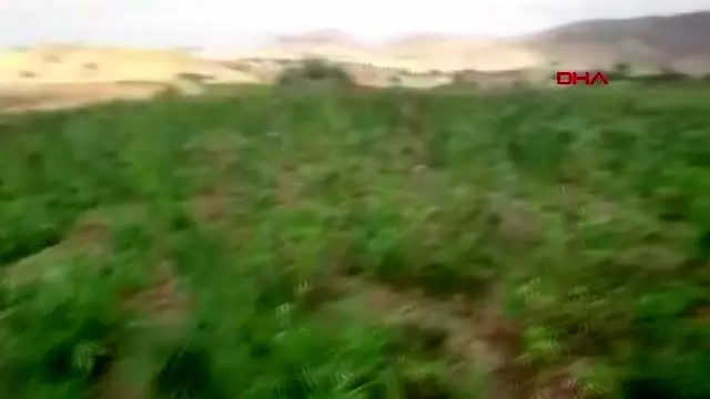 Diyarbakır'da terör operasyonunda 6 milyon 718 bin kök hint keneviri ele geçirildi Diyarbakır'da terör operasyonunda 6 milyon 718 bin kök hint keneviri ele geçirildi