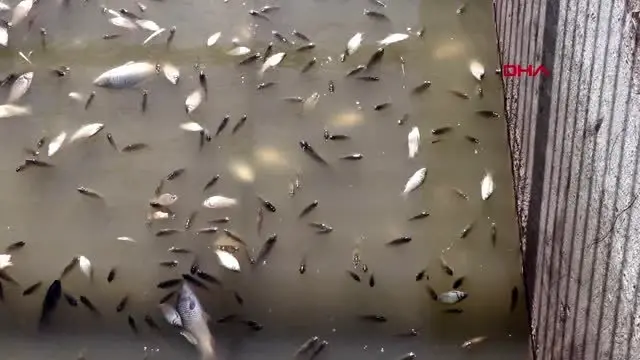 Edirne'de ölmek üzere olan balıkları itfaiye kurtardı