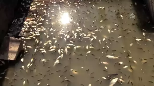 Sulama kanalındaki balıklara