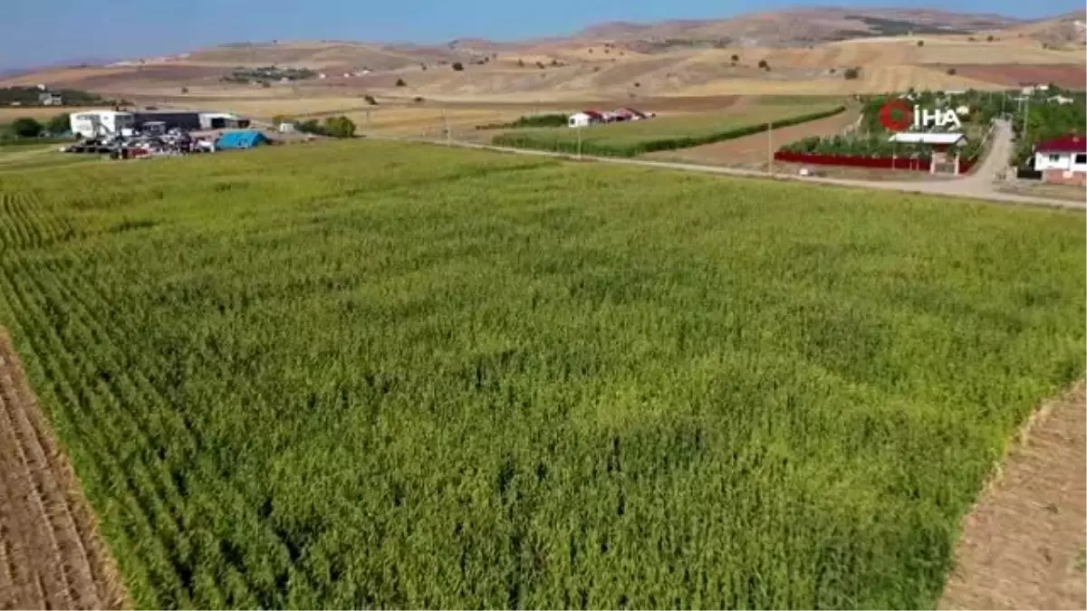 Vali kontağı çevirdi, silajlık mısır hasadı başladı...Hasat havadan görüntülendi
