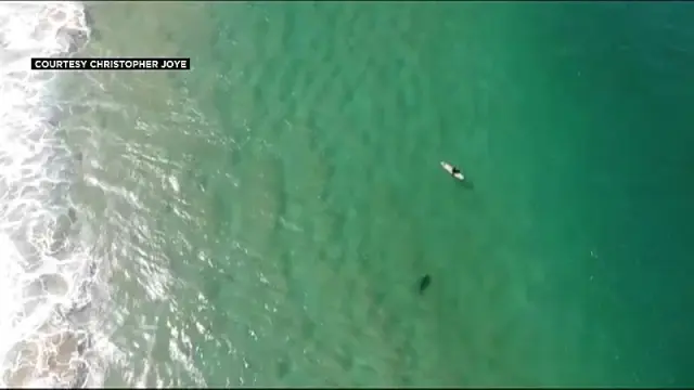 Video | Köpek balığının saldırısından drone ikazı ile kurtuldu