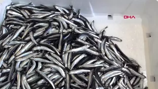Balıkçılardan 'denizlerde av yasağı süresi' değerlendirmesi