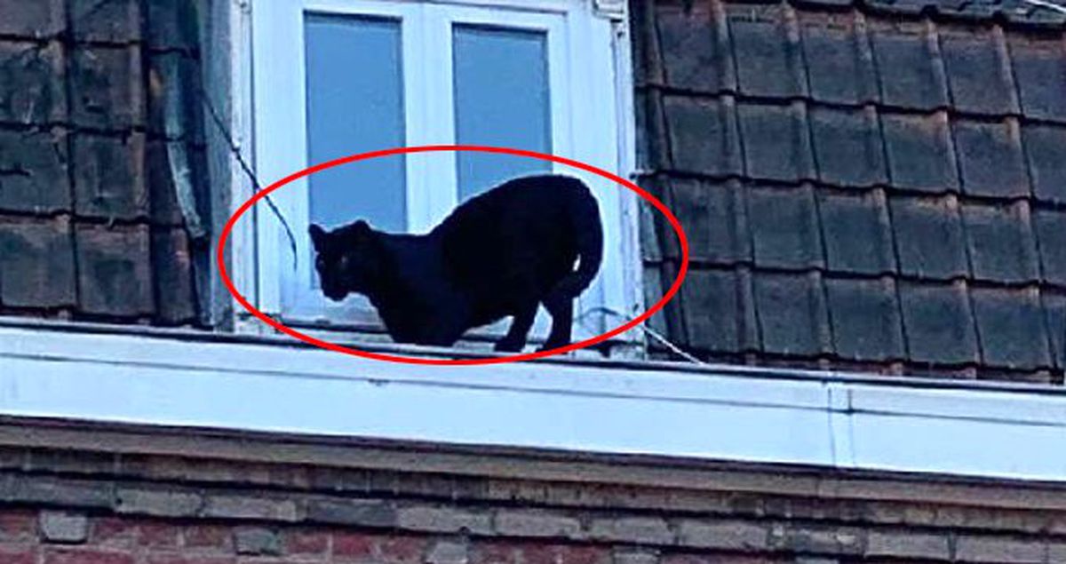 Çatıda panter gören bina sakinleri ne yapacağını şaşırdı