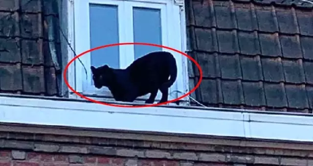 Çatıda panter gören yapı sakinleri ne yapacağını şaşırdı
