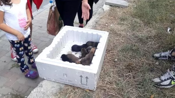 Küçükçekmece'deki yangında köpek yavrularını kurtardılar