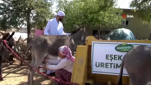 Mardin'in ödüllü eşek sütü sabunu 27 ülkeye ihraç ediliyor Mardin'in ödüllü eşek sütü sabunu 27 ülkeye ihraç ediliyor