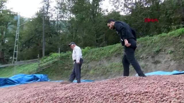 Ordu fındık üreticisi fiyattan dertli