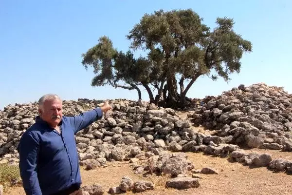 Şanlıurfa'da 2 bin yıllık zeytin ağacı her yıl zeytin vermeye devam ediyor Şanlıurfa'da 2 bin yıllık zeytin ağacı her yıl zeytin vermeye devam ediyor