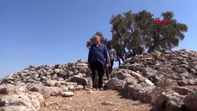 Şanlıurfa'da 2 bin yıllık zeytin ağacı her yıl zeytin vermeye devam ediyor Şanlıurfa'da 2 bin yıllık zeytin ağacı her yıl zeytin vermeye devam ediyor