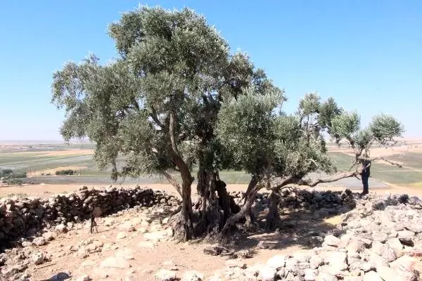 Şanlıurfa'da 2 bin yıllık zeytin ağacı her yıl zeytin vermeye devam ediyor Şanlıurfa'da 2 bin yıllık zeytin ağacı her yıl zeytin vermeye devam ediyor