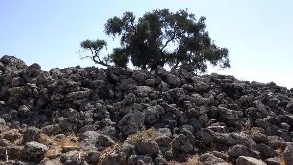 Şanlıurfa'da 2 bin yıllık zeytin ağacı her yıl zeytin vermeye devam ediyor Şanlıurfa'da 2 bin yıllık zeytin ağacı her yıl zeytin vermeye devam ediyor