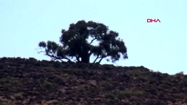 Şanlıurfa'da 2 bin yıllık zeytin ağacı her yıl zeytin vermeye devam ediyor Şanlıurfa'da 2 bin yıllık zeytin ağacı her yıl zeytin vermeye devam ediyor